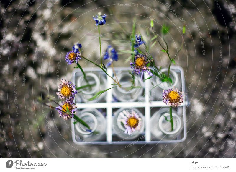 Steckplatz (Trockenblumenversion) Lifestyle Stil Freizeit & Hobby Dekoration & Verzierung Blume Blüte Blumenstrauß Blumenvase Vase Blühend dehydrieren schön
