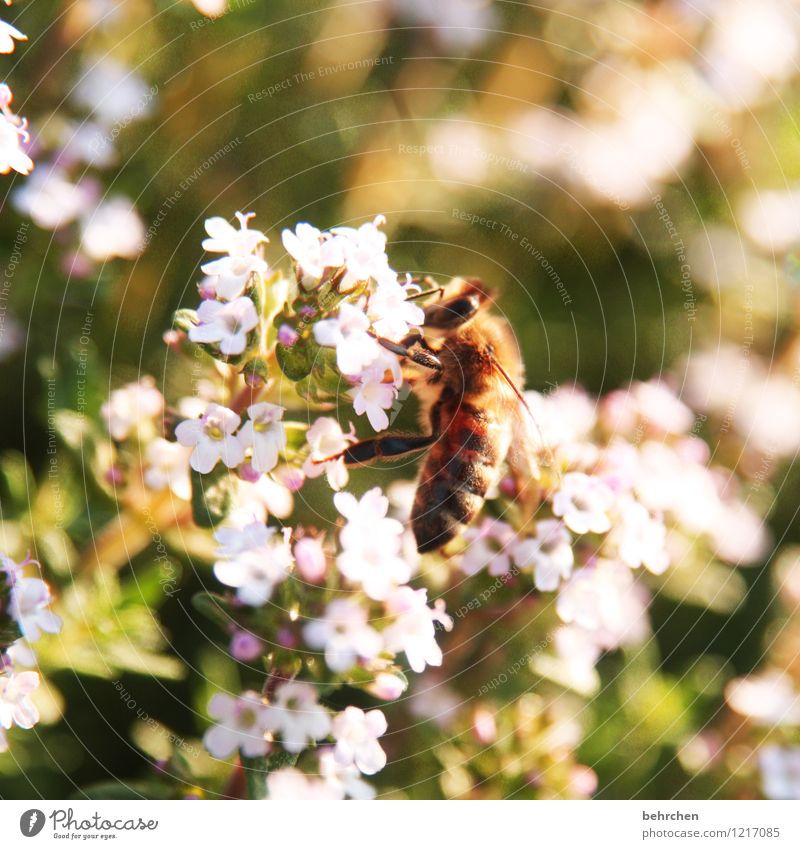 summ summ summ(ertime) Natur Pflanze Tier Frühling Sommer Blume Blatt Blüte Kräuter & Gewürze Majoran Thymian Oregano Garten Park Wiese Wildtier Biene Flügel 1