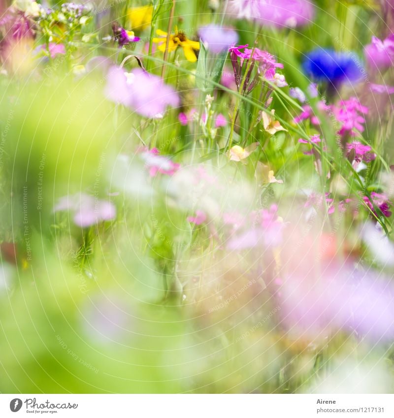 Gruß von Flora 2 Pflanze Blume Wildpflanze Wiesenblume Blumenwiese Blühend Wachstum Freundlichkeit hell blau mehrfarbig gelb grün rosa Natur hellgrün zart