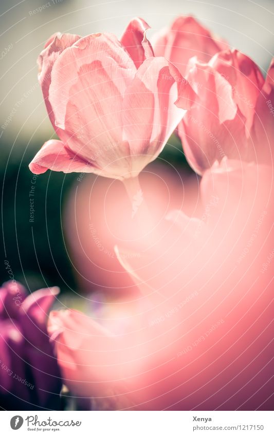 Tulpen Umwelt Natur Pflanze Blume Blüte Blühend rot Gegenlicht Frühling Sonne Außenaufnahme Menschenleer Textfreiraum unten Tag Schwache Tiefenschärfe Farbfoto
