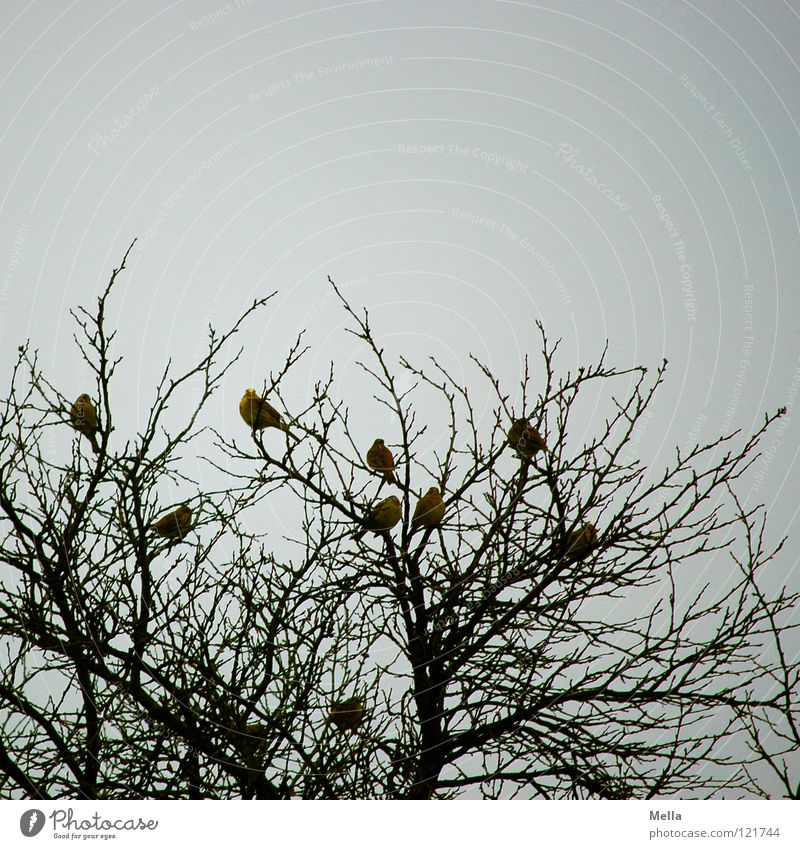 Finkenwinter III Vogel Vogelschwarm Winter überwintern Baum Baumkrone leer mehrere hocken Zusammensein Gesellschaft (Soziologie) Zusammenhalt Wohngemeinschaft