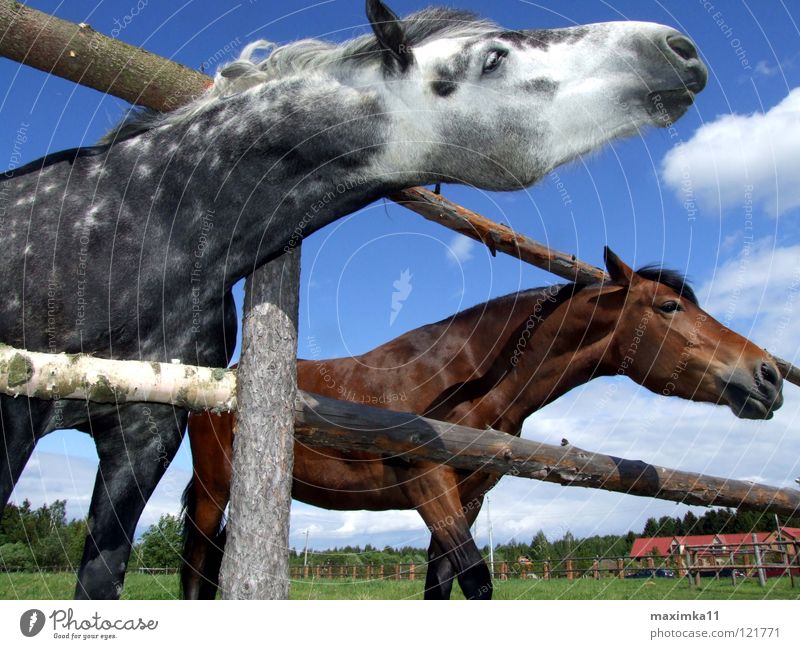 Der Drang nach Freiheit Pferd Bedürfnisse Zaun Tier Sehnsucht Säugetier Natur wildniss
