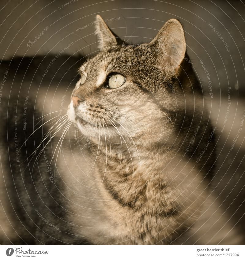 Die Katze hinter dem Fenster Tier Haustier Fell 1 Leben beobachten Blick Auge Farbfoto mehrfarbig Innenaufnahme Nahaufnahme Experiment Menschenleer