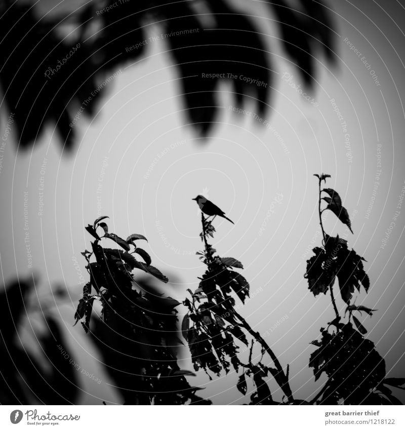 Singvogel auf Zweig Umwelt Natur Frühling Pflanze Sträucher Blatt Tier Vogel 1 sitzen außergewöhnlich dunkel einzigartig grau schwarz weiß Ast Zweige u. Äste