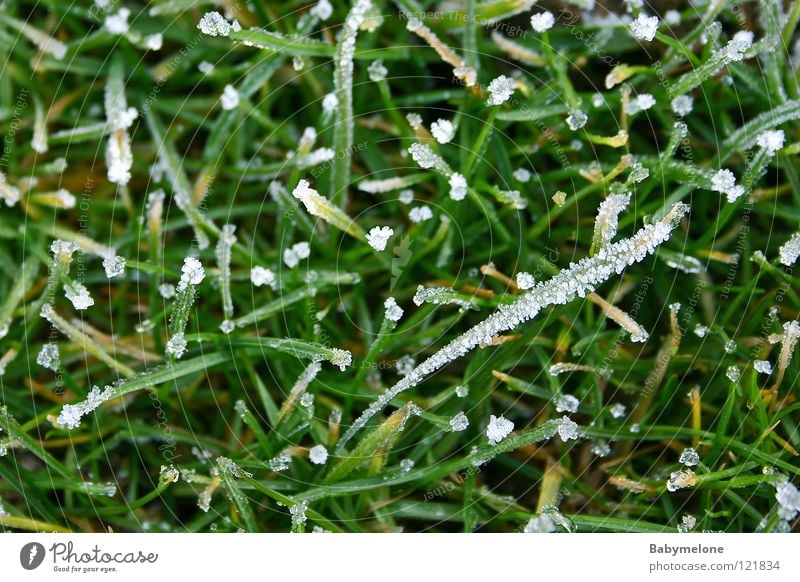 Die Überreste des Winters Eis kalt Gras gefroren frieren Halm glänzend Dezember November Januar Februar Raureif grün Morgen Wiese Frost Morgenkälte Natur