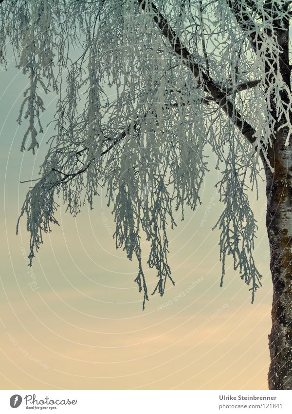 Vereiste Zweige einer Birke vor Abendhimmel Farbfoto Außenaufnahme Morgen Sonnenaufgang Sonnenuntergang Winter Schnee Pflanze Himmel Eis Frost Baum frieren