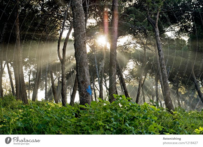 die Sonne Marokkos Umwelt Natur Landschaft Pflanze Luft Sonnenaufgang Sonnenuntergang Sonnenlicht Sommer Wetter Schönes Wetter Baum Sträucher Park Wald hell