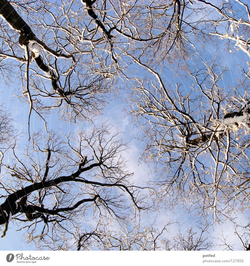 Verastelt Baum Winter Froschperspektive Wald Spaziergang Freizeit & Hobby Wolken weiß braun blau Himmel hoch aufwärts Ast Zweig Baumstamm Natur