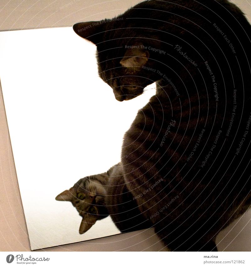 Spieglein Spieglein... Katze Spiegel Licht grün dunkel Verhext Spiegelbild bewegungslos Blick Säugetier Hauskatze Cat Katzenauge hell getiegert beobachten