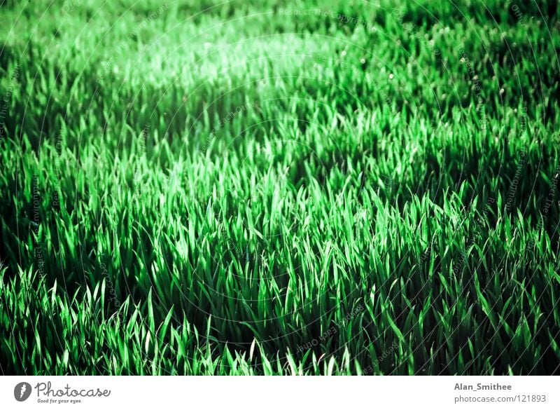 grass grün Wiese Gras Sommer Natur Park Hintergrundbild meadow ground Bodenbelag Rasen lawn Außenaufnahme
