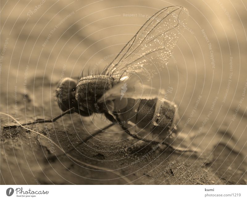 Fliegenleiche Nummer 1 Insekt Verkehr morbid Tod Makroaufnahme Sepia