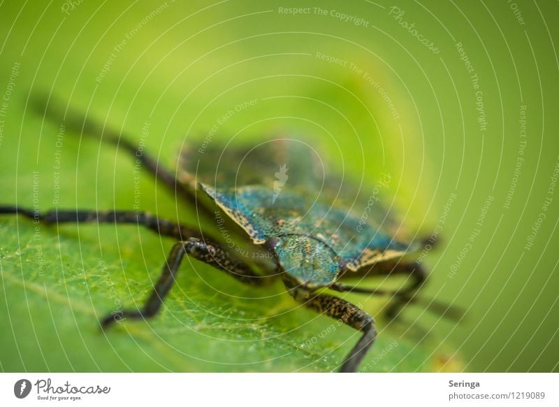 Wanze Tier Käfer Tiergesicht fliegen Fressen krabbeln Tag Sonnenlicht Unschärfe Bewegungsunschärfe Zentralperspektive Porträt Tierporträt Vorderansicht