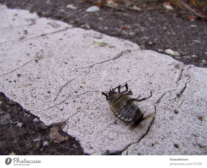 Tod eines Maikäfers Insekt Schiffsbug Straße Gift Schädlinge Käfer dead poison