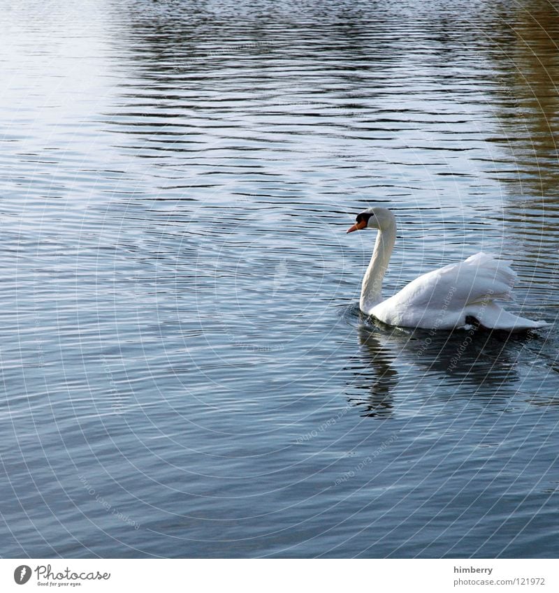 franzi van almsick Schwan Vogel See Park Tier Feder Schwanensee swan Cygnus pen cob animals birds Wasser Natur Flügel hässliches entlein Im Wasser treiben