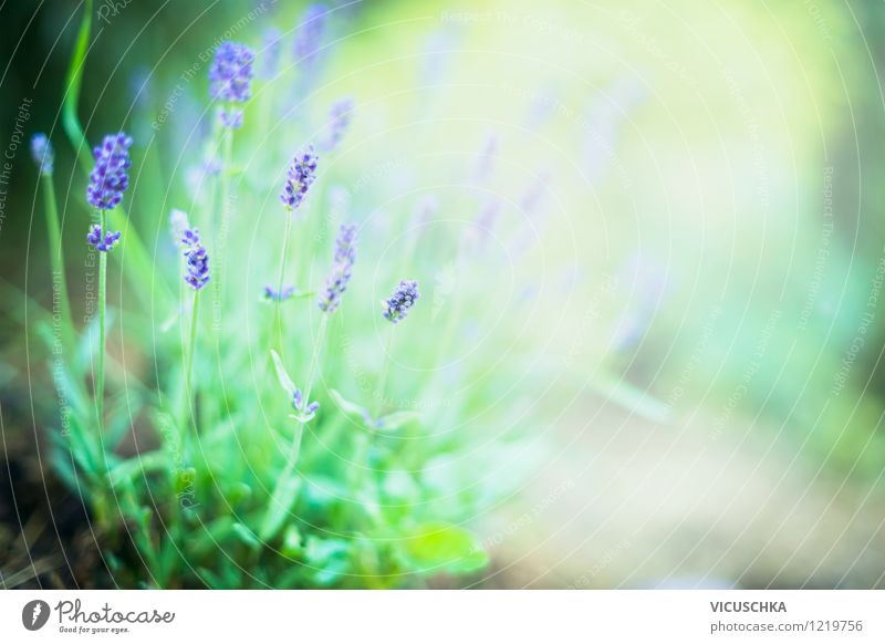 Lavendel im Garten Design Alternativmedizin Sommer Natur Pflanze Herbst Schönes Wetter Blatt Blüte Wildpflanze Park Blumenstrauß weich Duft Hintergrundbild