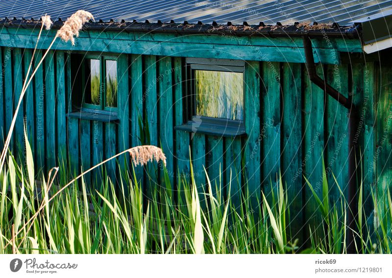 Detail eines Boothauses Haus Natur Landschaft Pflanze Küste Seeufer Dach Holz blau grün Krakow am See Mecklenburg-Vorpommern Bootshaus Bootsschuppen Schilfrohr