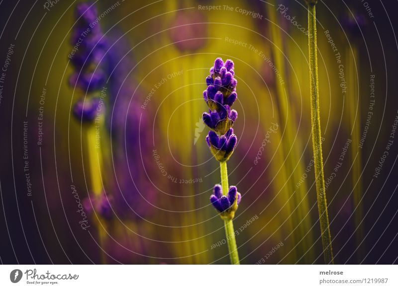 Lavendulus elegant Stil Design Erholung ruhig Meditation Duft Natur Pflanze Sonne Sommer Schönes Wetter Blume Blüte Wildpflanze Topfpflanze Lavendel
