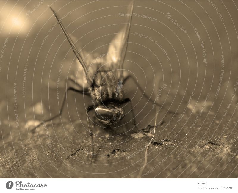 Fliegenleiche Nummer 2 Insekt Verkehr morbid Tod Makroaufnahme Sepia verneigung
