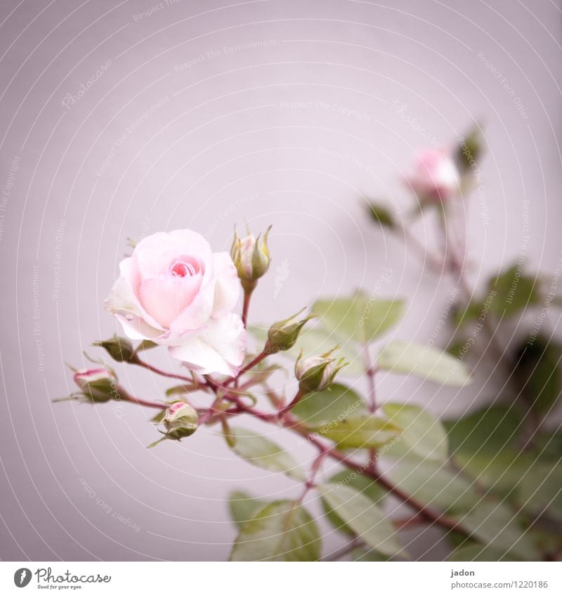 blumengruß. Duft Natur Pflanze Blume Rose Blatt Blüte Nutzpflanze Garten ästhetisch Erotik stachelig rosa Liebe Gruß Dorn Menschenleer Textfreiraum oben