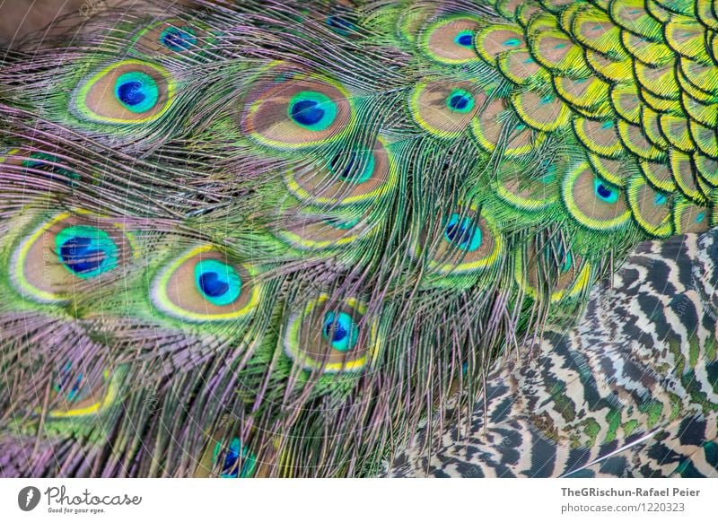 Bunt Tier blau mehrfarbig gelb grün schwarz türkis weiß Metallfeder schön Strukturen & Formen Muster Pfau Pfauenfeder Auge Nähgarn tierisch Vogel Farbfoto