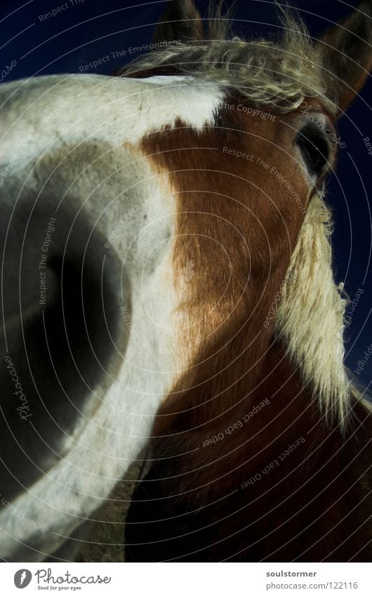 schau mir in die Augen! Pferd Mähne Weitwinkel Cowboy Pferdegangart Muster weiß braun grau Säugetier Tier Pferdchen Nahaufnahme Ohr Freiheit lange Nase