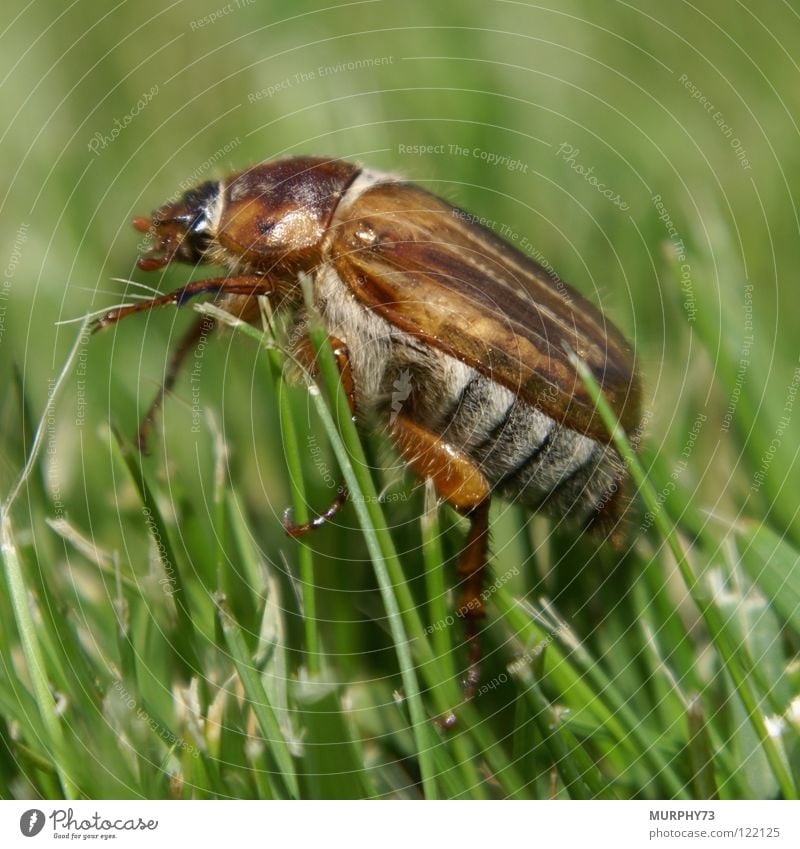 Junikäfer im Rasen Gras Halm Insekt Makroaufnahme dunkelbraun hellbraun grau weiß grün Sommer Nahaufnahme Käfer