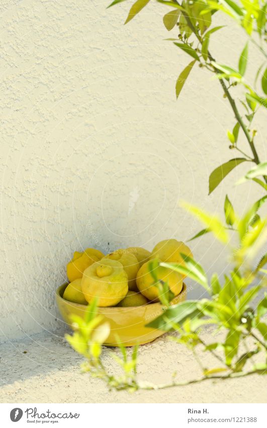 VitaminBomben Frucht Zitrusfrüchte Zitrone Schalen & Schüsseln Pflanze Baum Blatt Mauer Wand sauer Außenaufnahme Menschenleer Sonnenlicht Schwache Tiefenschärfe