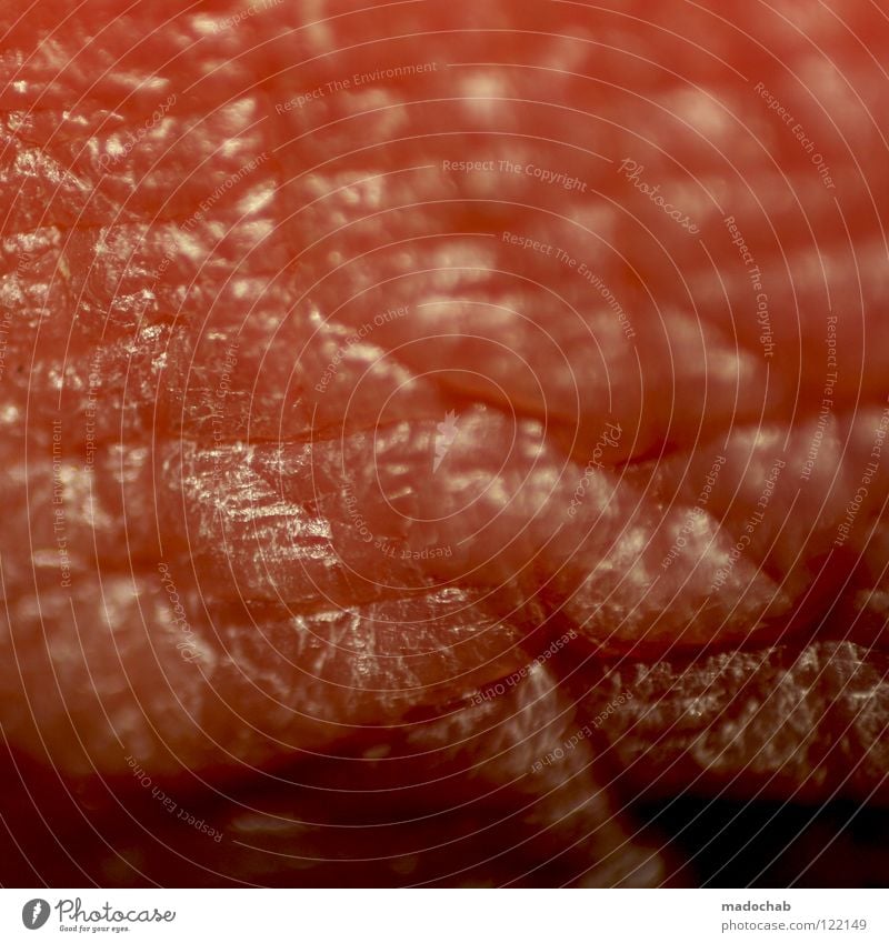 LIPPENBEKENNTNIS Lippen nah Makroaufnahme Anatomie Gesundheitswesen Leben organisch Organ Sinnesorgane trocken rot Fleisch roh Dermatologie Biologie Mensch