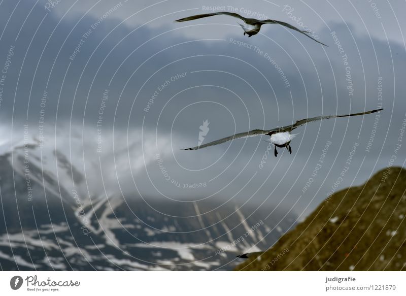 Island Umwelt Natur Landschaft Tier Himmel Wolken Berge u. Gebirge Küste Wildtier Vogel Möwe 2 fliegen kalt natürlich wild Stimmung Leben