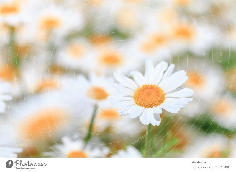 Margeriten Natur Pflanze Sommer Blume Blüte Garten Wiese gelb grün weiß Blumenwiese Heilpflanzen Farbfoto Außenaufnahme Menschenleer