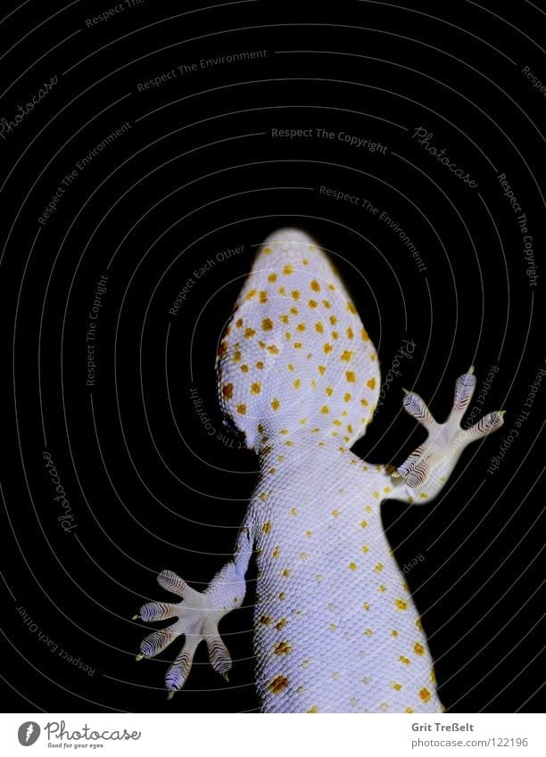 Tokee Reptil Terrarium weiß gelb schwarz Zoo Punkt klebend Reptilienzoo