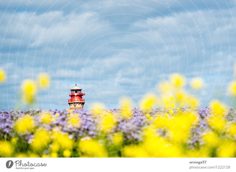 Inselfarben Umwelt Landschaft Pflanze Himmel Horizont Sommer Schönes Wetter Blüte Nutzpflanze Raps Bienenfreund Feld schön blau mehrfarbig gelb violett rot