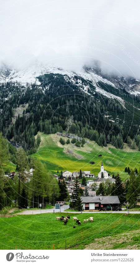 Typisch Schwyz Ferien & Urlaub & Reisen Tourismus Ausflug Berge u. Gebirge wandern Umwelt Natur Landschaft Frühling Nebel Baum Wald Alpen Schneebedeckte Gipfel