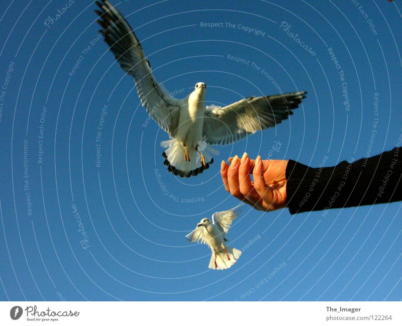 Möwenflug Schnabel Futter füttern Vogel Küste Meer Strand Hand Finger Fingernagel Ferien & Urlaub & Reisen Frau feminin Flügel Ostsee Maniküre Erholung