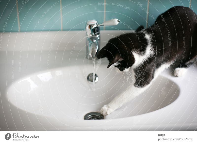 Katzenleben - am Ende siegt die Neugierde Lifestyle Freude Freizeit & Hobby Häusliches Leben Bad Haustier 1 Tier Tierjunges Wasserhahn Waschtisch Waschbecken