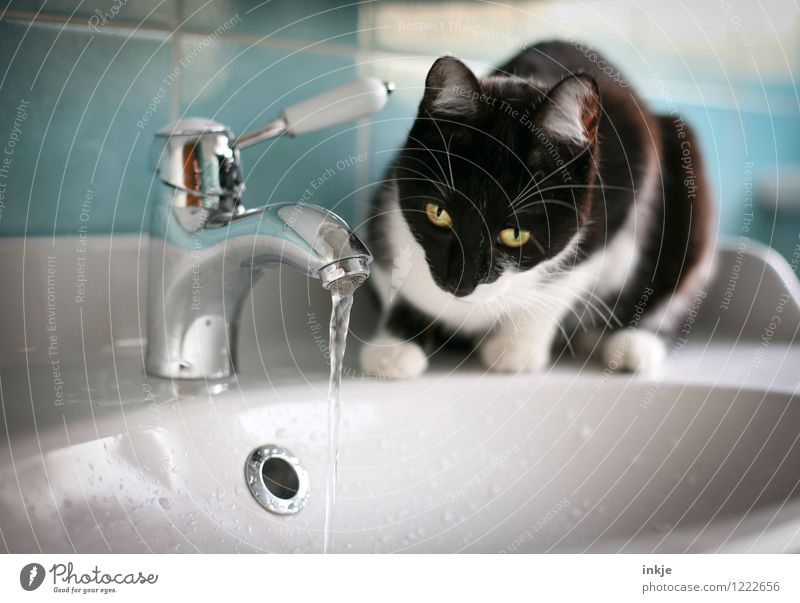 Katzenleben - Hypnose Lifestyle Häusliches Leben Bad Haustier Tiergesicht 1 Tierjunges Waschtisch Wasserhahn Waschbecken beobachten hocken Blick Neugier