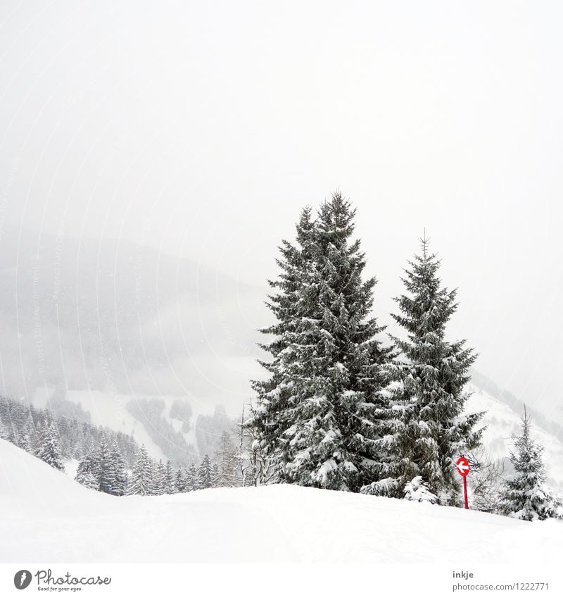 Talfahrt. Ein Winter ohne Korn. Lifestyle Wintersport Skipiste Umwelt Natur Landschaft Schnee Baum Tanne Wald Hügel Felsen Alpen Berge u. Gebirge