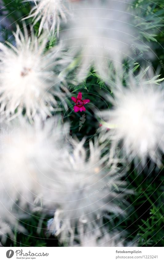 Sternenblümchen Blümchen Pflanze Blüte Blume authentisch klein weiß Tapferkeit versteckt achtsam Hoffnung Optimismus bescheiden fein demütig Platzangst