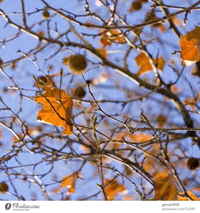 Wintersonne Blatt Herbstlaub Baum Sträucher Himmel Früchte Frucjtkörper Platane blau Ast Schönes Wetter