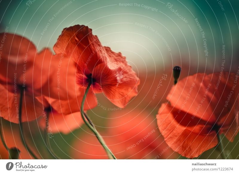 Mohnblumen auf Sommerwiese Sonne Garten Blume Gras Wiese Feld Blühend blau grün rot friedlich Idylle Klatschmohn papaver rhoeas Wiesenblume gartenblume blühen