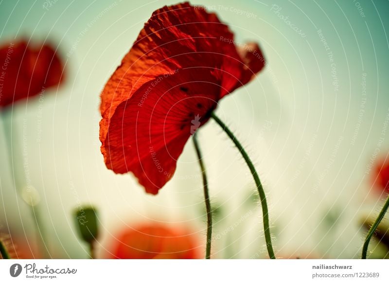 Mohnblumen auf Sommerwiese Sonne Garten Blume Gras Wiese Feld Blühend blau grün rot friedlich Idylle Klatschmohn Wiesenblume gartenblume blühen sommerlich