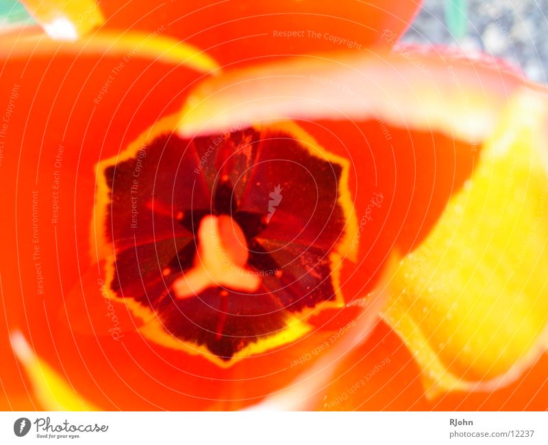 Flower inside Blüte Blume von innen Makroaufnahme orange Farbe