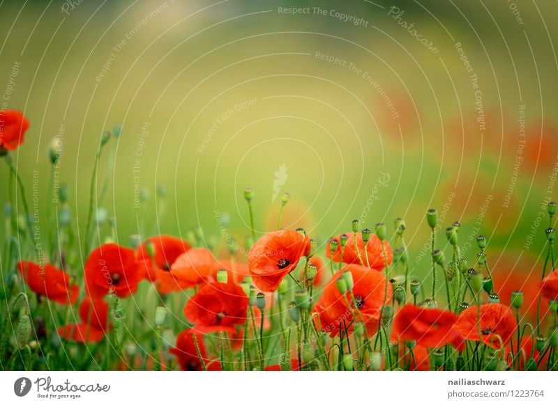 Mohnblumen auf Sommerwiese Sonne Garten Blume Gras Wiese Feld Blühend natürlich blau grün rot Romantik friedlich Farbe Idylle Klatschmohn Wiesenblume blühen