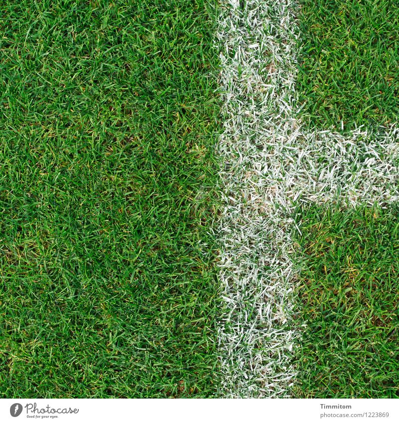 Jenseits der Linien. Sport Fußballplatz Gras Schilder & Markierungen ästhetisch Sauberkeit grün weiß deutlich Rasen Farbfoto Außenaufnahme Menschenleer Tag