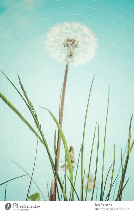 kurz vor`m Abflug Umwelt Natur Pflanze Himmel Frühling Sommer Blume Gras Blüte Garten ästhetisch hell blau grün weiß Unkraut Löwenzahn Taraxacum Samen Blattgrün