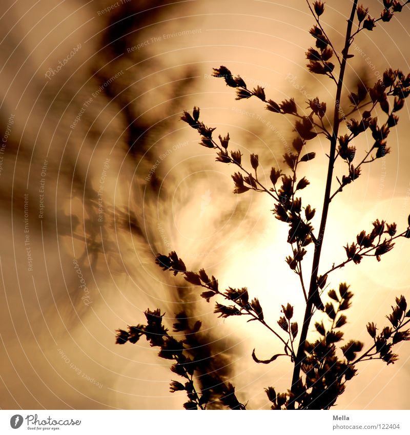 4 p.m. in winter Gras Pflanze Blüte Wintersonne Reflexion & Spiegelung Luftspiegelung 2 vervielfältigen Beleuchtung trocken Tod Licht Silhouette Nachmittag