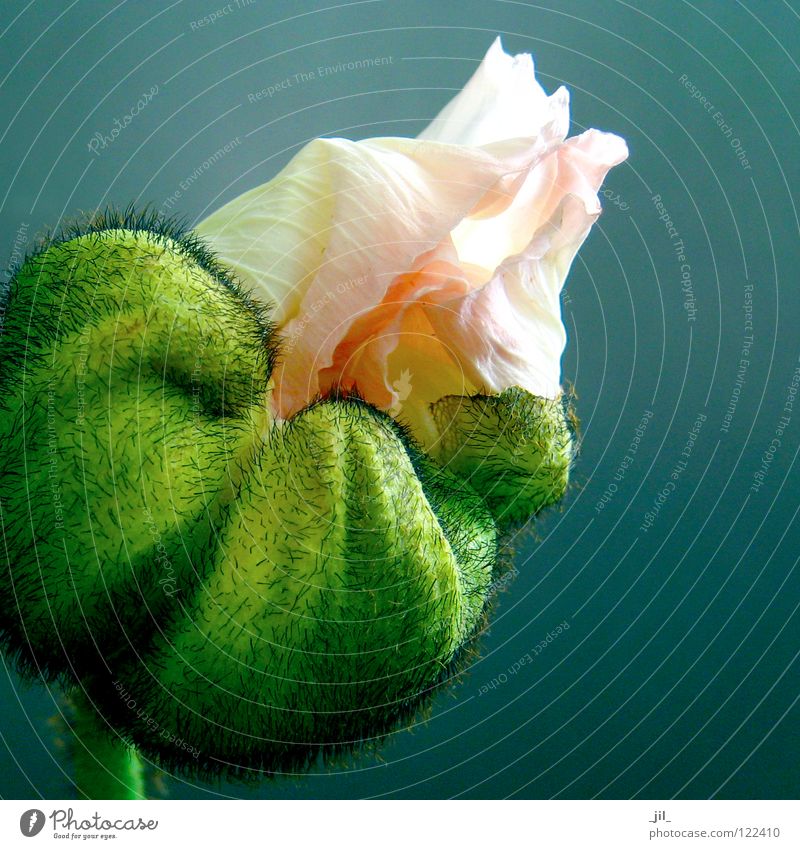 rosa mohn 2 Mohn Mohnblüte Blume rund aufmachen entfalten weiß hellgelb grün türkis schwarz schön volumen