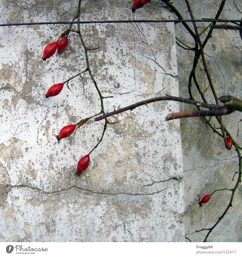 Rote Früchte rot Rose Wand weiß Mauer Dorn Putz Draht Ecke Garten Park Beeren Ast Zweig Farbe Riss alt Hundsrose