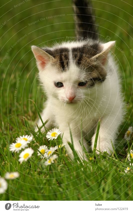 Mietzekatze Katze Gänseblümchen Gras Säugetier junge Katze Hauskatze Pussycat Cat