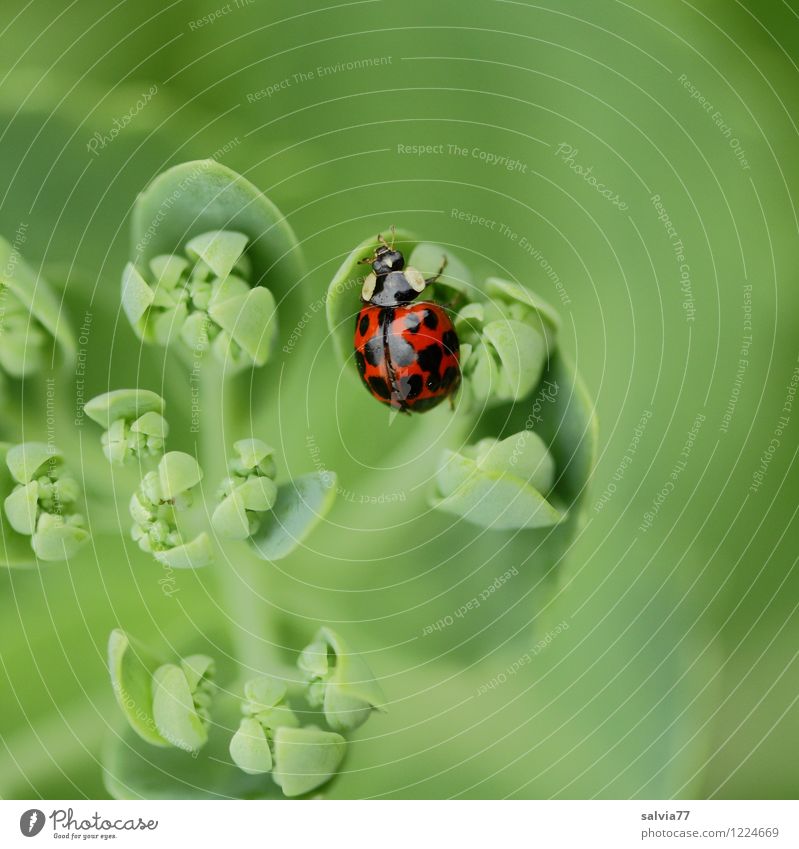 Blick von oben Gesundheit Wohlgefühl Sinnesorgane ruhig Natur Pflanze Tier Frühling Sommer Blatt Grünpflanze Garten Wildtier Käfer 1 entdecken Erholung genießen